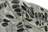 Carboniferous Fossil Fern (Neuropteris) Plate - France #338622-1